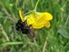 Bombus sp.